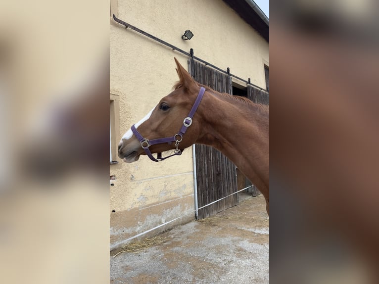 Austriacki koń gorącokrwisty Klacz 3 lat 172 cm Kasztanowata in Pichl bei Wels