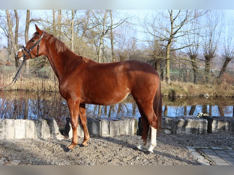 Austriacki koń gorącokrwisty Klacz 4 lat 150 cm Kasztanowata in Babenhausen