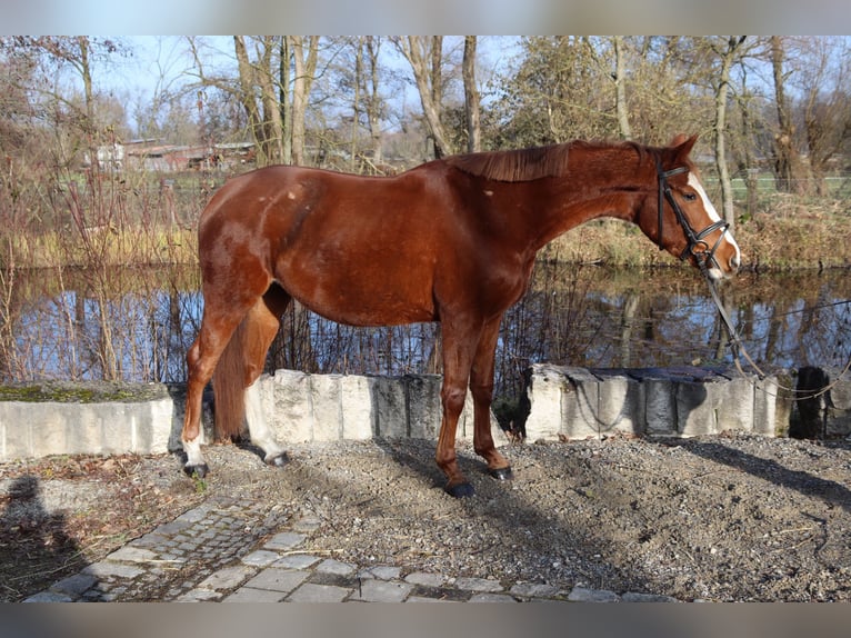 Austriacki koń gorącokrwisty Klacz 4 lat 150 cm Kasztanowata in Babenhausen