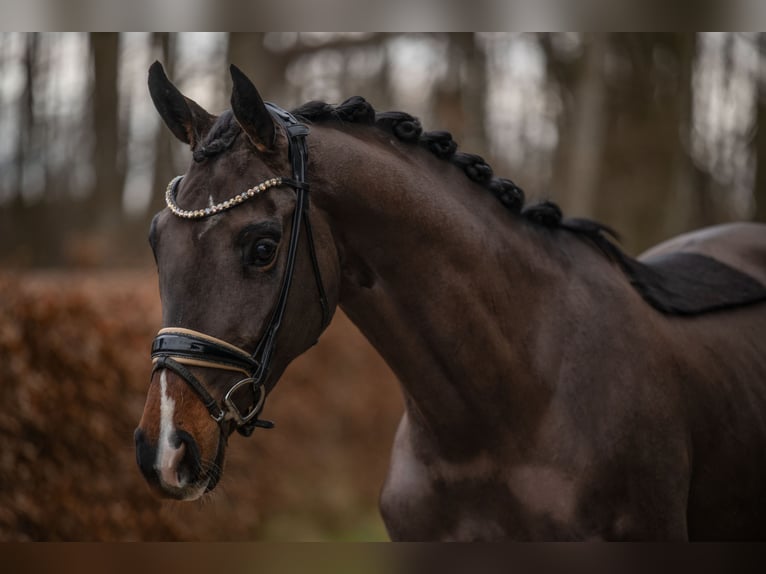 Austriacki koń gorącokrwisty Klacz 4 lat 152 cm Ciemnogniada in Wehringen