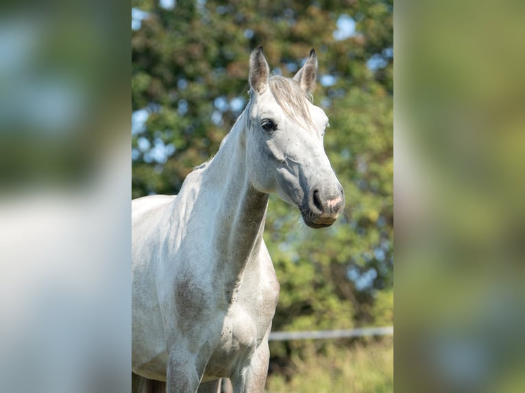 Austriacki koń gorącokrwisty Klacz 4 lat 158 cm Siwa in Bad Blumau
