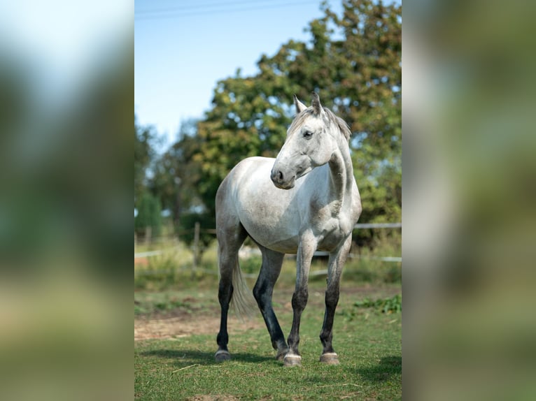 Austriacki koń gorącokrwisty Klacz 4 lat 158 cm Siwa in Bad Blumau