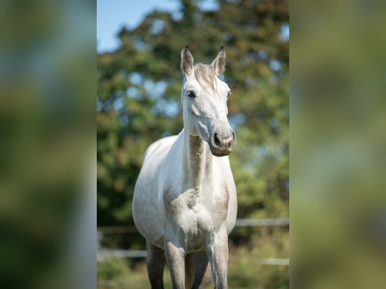 Austriacki koń gorącokrwisty Klacz 4 lat 158 cm Siwa in Bad Blumau