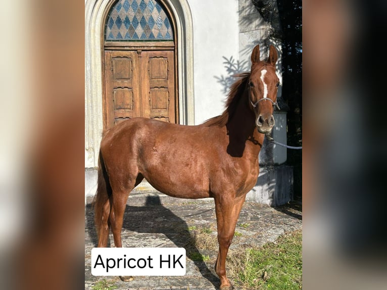 Austriacki koń gorącokrwisty Klacz 4 lat 160 cm Kasztanowata in Puchberg