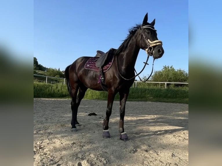 Austriacki koń gorącokrwisty Klacz 4 lat 162 cm Kara in Rudersdorf
