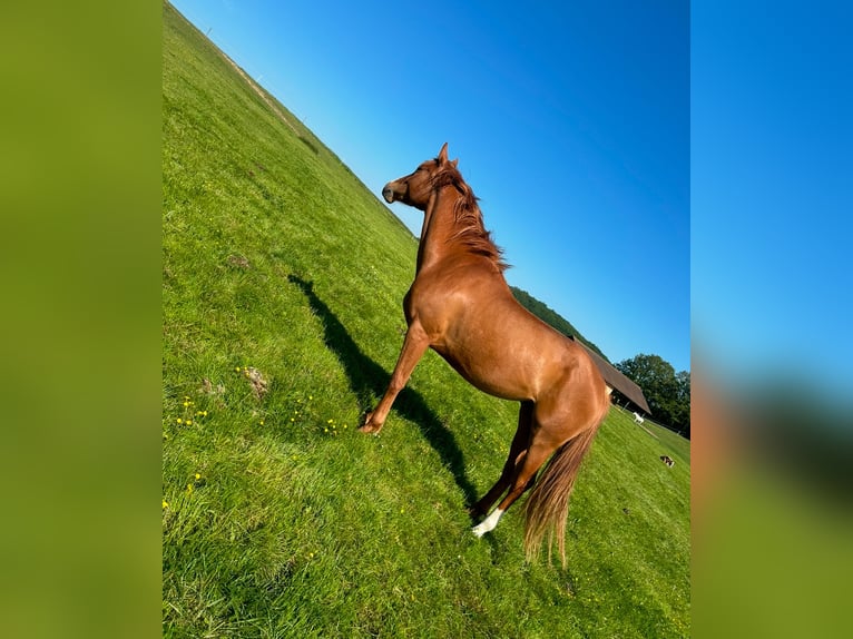 Austriacki koń gorącokrwisty Klacz 4 lat 164 cm Kasztanowata in Sittendorf