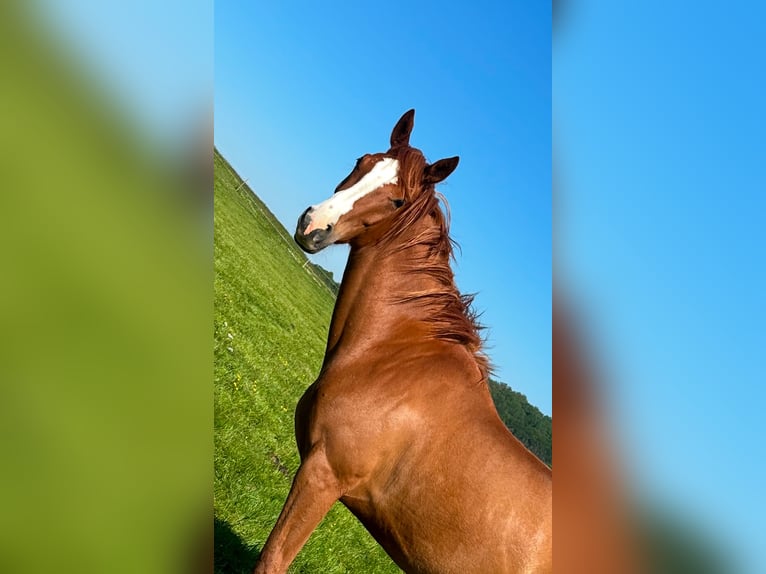 Austriacki koń gorącokrwisty Klacz 4 lat 164 cm Kasztanowata in Sittendorf