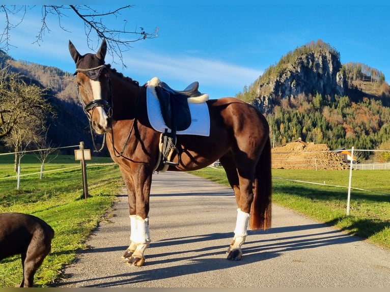 Austriacki koń gorącokrwisty Klacz 4 lat 167 cm Ciemnokasztanowata in Kleinreifling