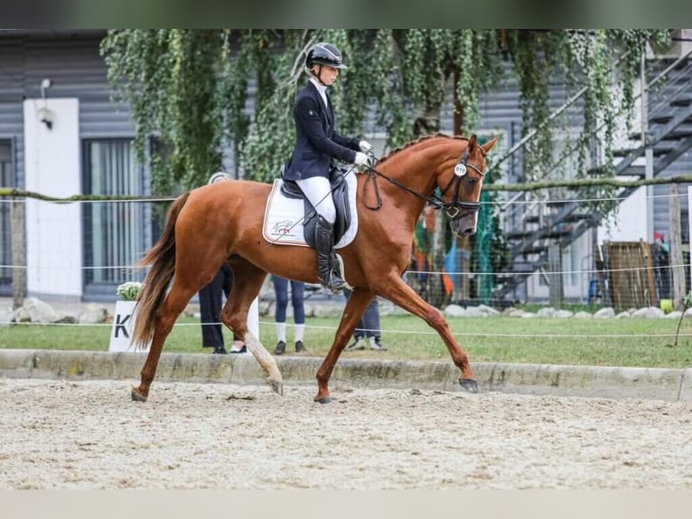 Austriacki koń gorącokrwisty Klacz 4 lat 167 cm Kasztanowata in Rudersdorf