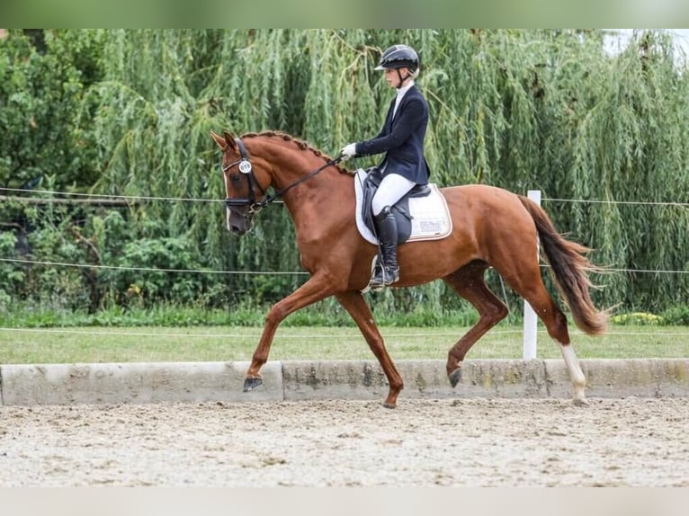 Austriacki koń gorącokrwisty Klacz 4 lat 167 cm Kasztanowata in Rudersdorf