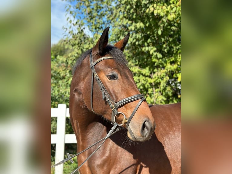 Austriacki koń gorącokrwisty Klacz 4 lat 169 cm Gniada in Loiching