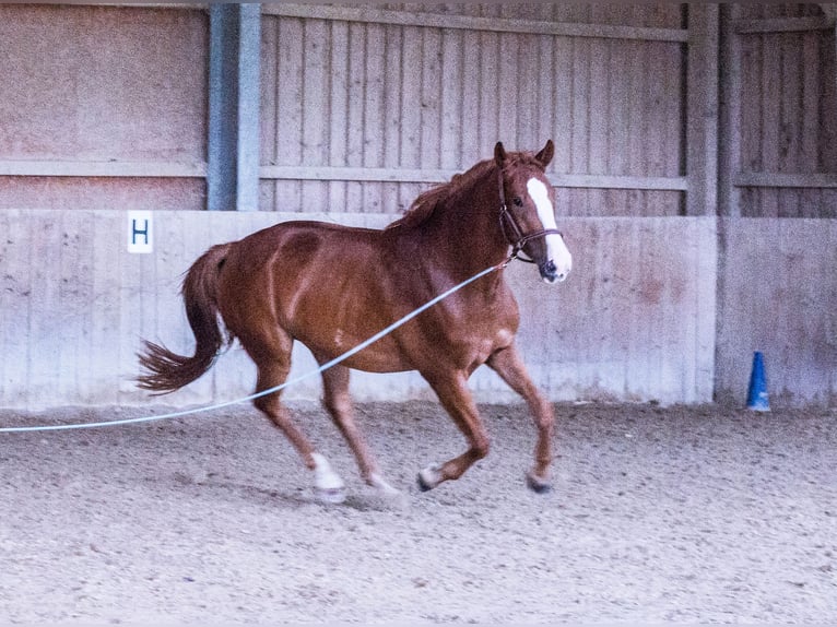 Austriacki koń gorącokrwisty Klacz 4 lat 169 cm Kasztanowata in Weilbach