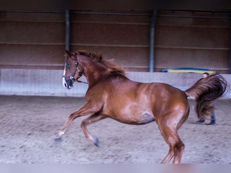 Austriacki koń gorącokrwisty Klacz 4 lat 169 cm Kasztanowata in Weilbach