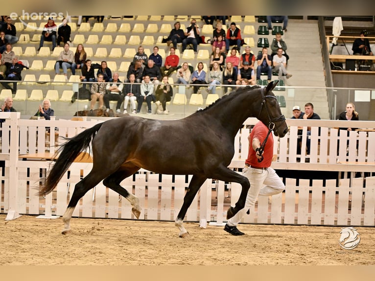 Austriacki koń gorącokrwisty Klacz 4 lat 169 cm Skarogniada in Feldkirchen an der Donau