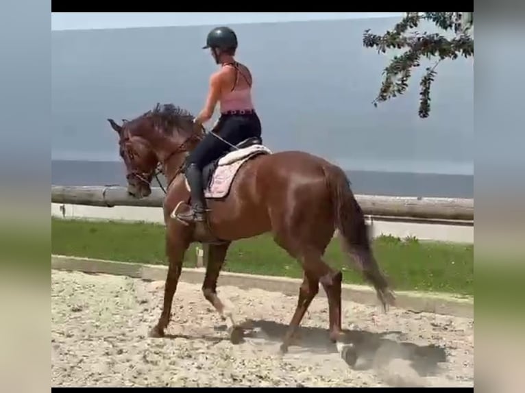 Austriacki koń gorącokrwisty Klacz 4 lat 170 cm Ciemnokasztanowata in Waldhausen