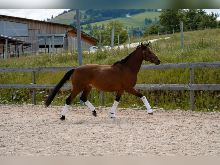 Austriacki koń gorącokrwisty Klacz 4 lat 170 cm Gniada in Garsten