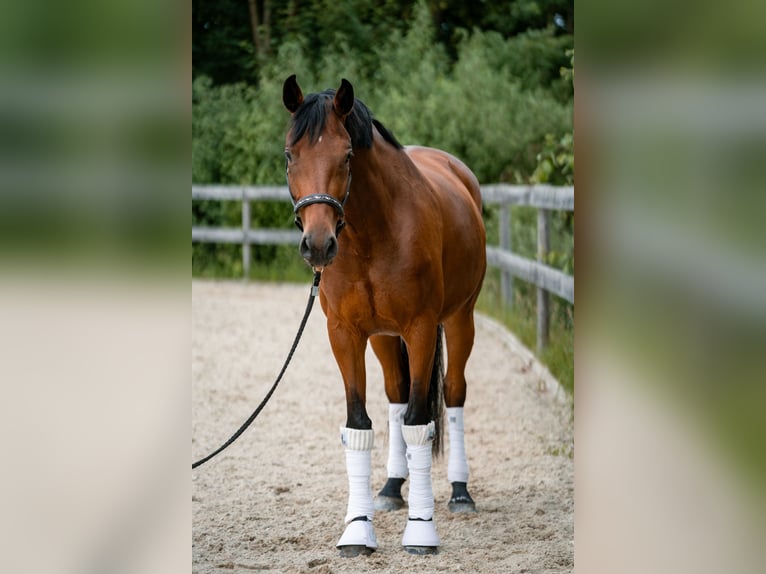 Austriacki koń gorącokrwisty Klacz 4 lat 170 cm Gniada in Garsten