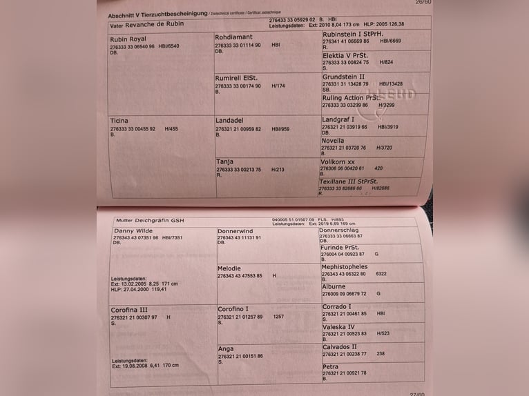 Austriacki koń gorącokrwisty Klacz 4 lat 170 cm Siwa jabłkowita in Hermagor-Pressegger See