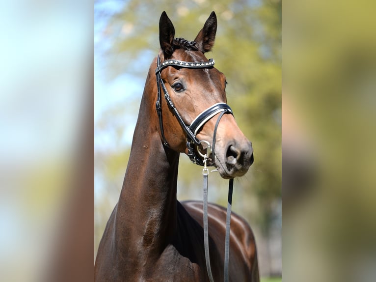 Austriacki koń gorącokrwisty Klacz 4 lat 172 cm Gniada in Stadl-Traun