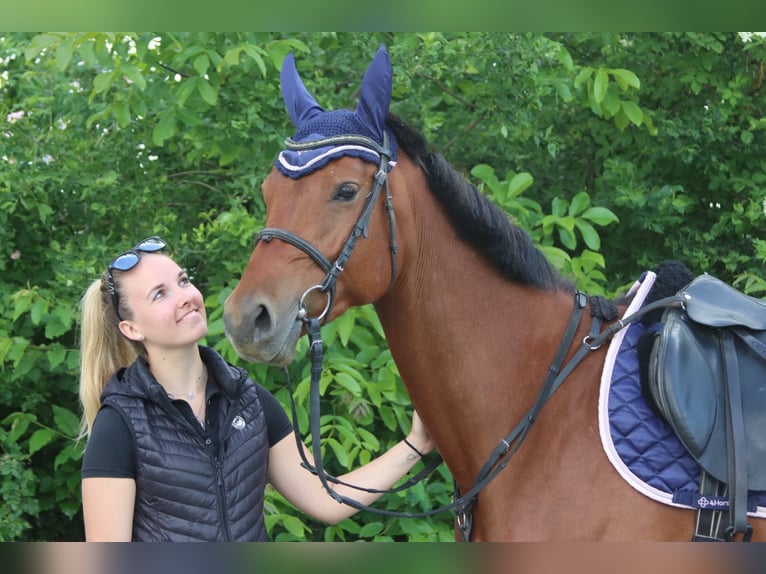 Austriacki koń gorącokrwisty Klacz 5 lat 155 cm Gniada in G&#xF6;tzendorf an der Leitha
