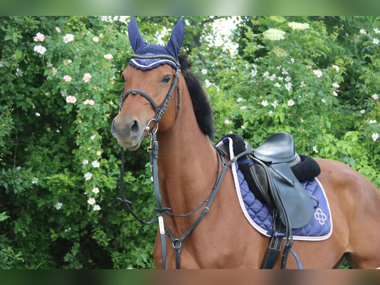 Austriacki koń gorącokrwisty Klacz 5 lat 155 cm Gniada in G&#xF6;tzendorf an der Leitha