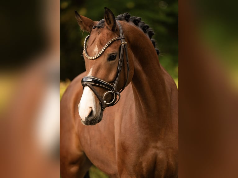 Austriacki koń gorącokrwisty Klacz 5 lat 165 cm Gniada in Wehringen