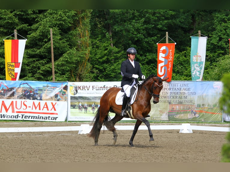 Austriacki koń gorącokrwisty Klacz 5 lat 165 cm Gniada in St Marein bei Graz