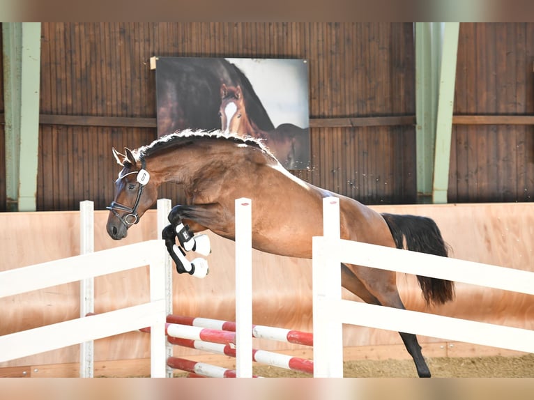 Austriacki koń gorącokrwisty Klacz 5 lat 165 cm Gniada in St Marein bei Graz