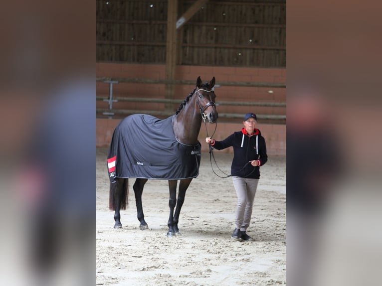 Austriacki koń gorącokrwisty Klacz 5 lat 165 cm Gniada in St Marein bei Graz