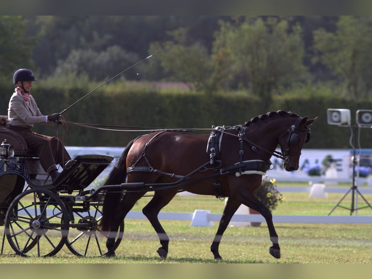 Austriacki koń gorącokrwisty Klacz 5 lat 165 cm Gniada in St Marein bei Graz