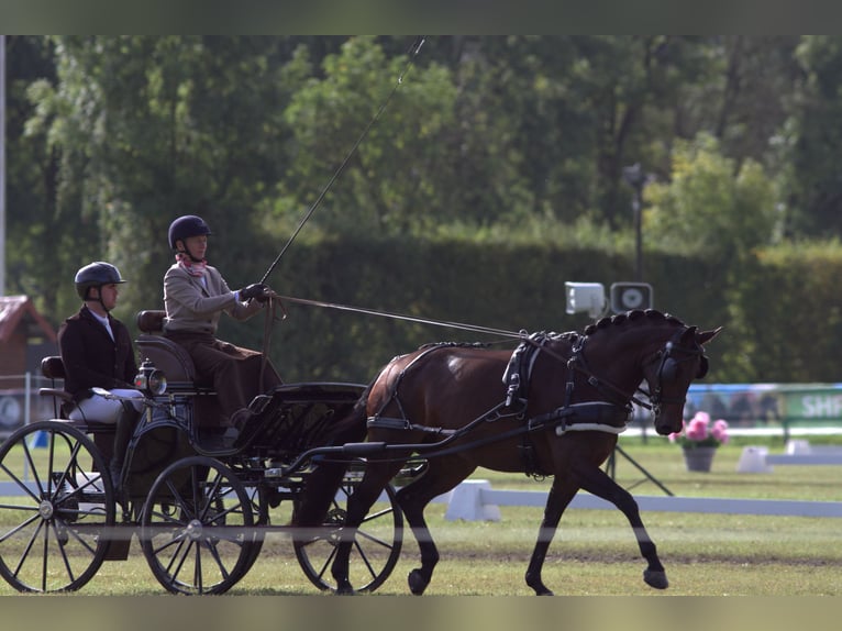 Austriacki koń gorącokrwisty Klacz 5 lat 165 cm Gniada in St Marein bei Graz