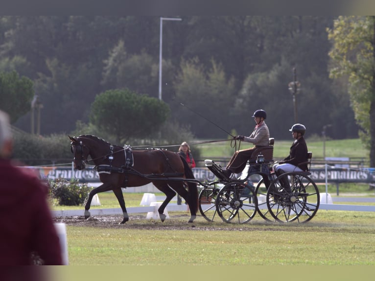 Austriacki koń gorącokrwisty Klacz 5 lat 165 cm Gniada in St Marein bei Graz