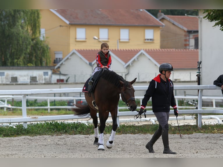 Austriacki koń gorącokrwisty Klacz 5 lat 165 cm Gniada in St Marein bei Graz