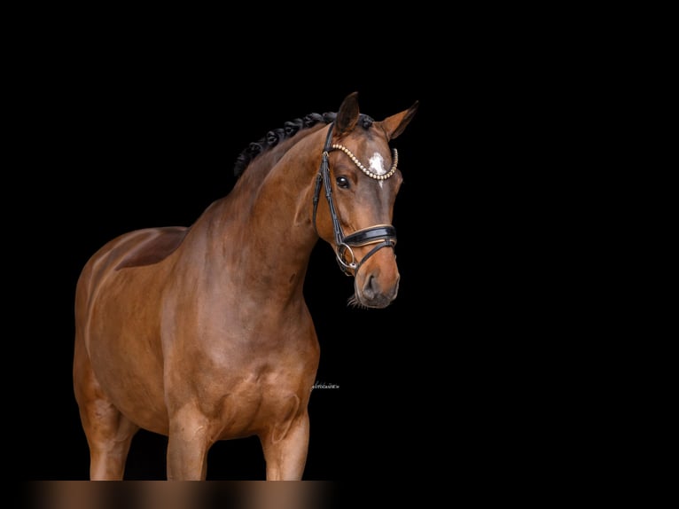 Austriacki koń gorącokrwisty Klacz 5 lat 167 cm Gniada in Lehrberg