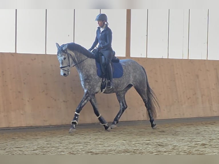 Austriacki koń gorącokrwisty Klacz 5 lat 167 cm Siwa in Wolfsbach