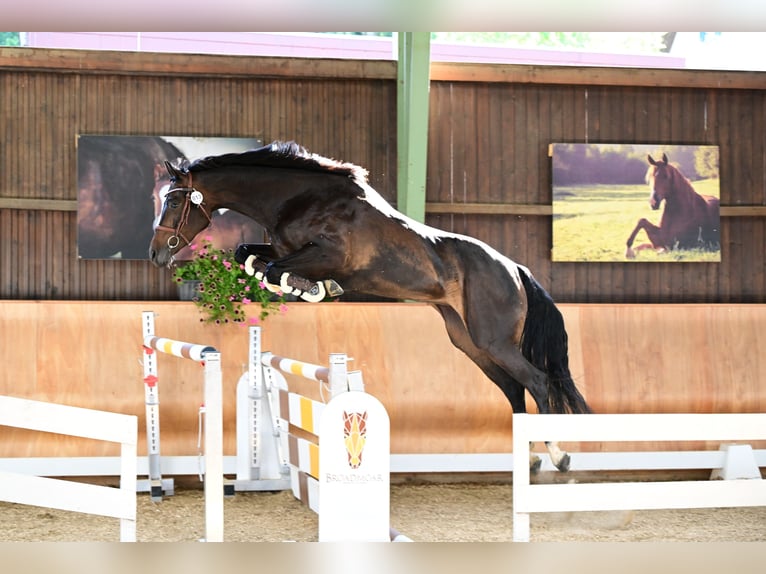 Austriacki koń gorącokrwisty Klacz 6 lat 160 cm Ciemnogniada in Edelschrott