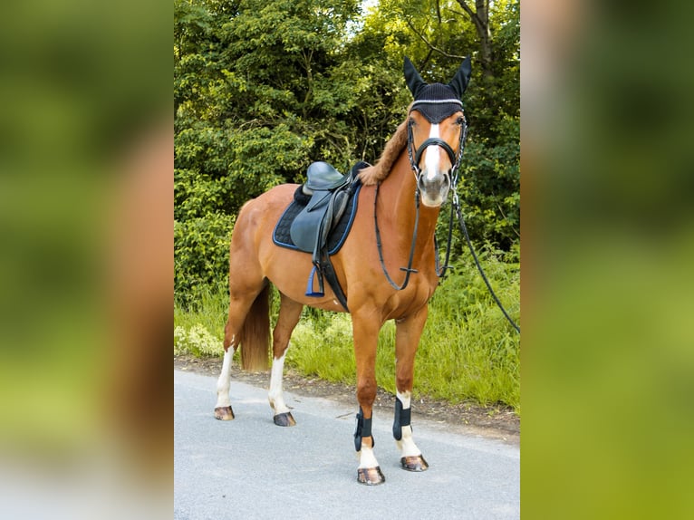 Austriacki koń gorącokrwisty Klacz 6 lat 162 cm Kasztanowata in Götzendorf an der Leitha