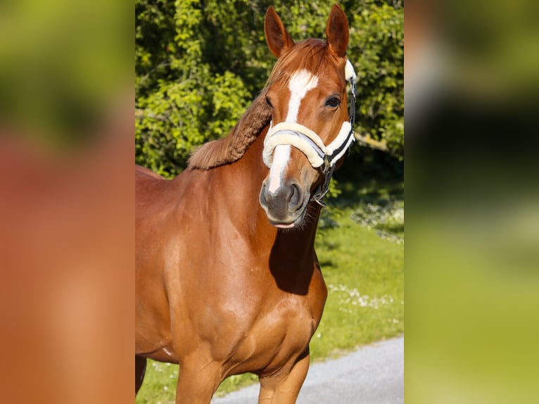 Austriacki koń gorącokrwisty Klacz 6 lat 162 cm Kasztanowata in Götzendorf an der Leitha