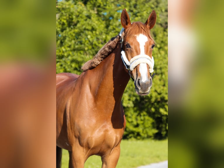 Austriacki koń gorącokrwisty Klacz 6 lat 162 cm Kasztanowata in Götzendorf an der Leitha