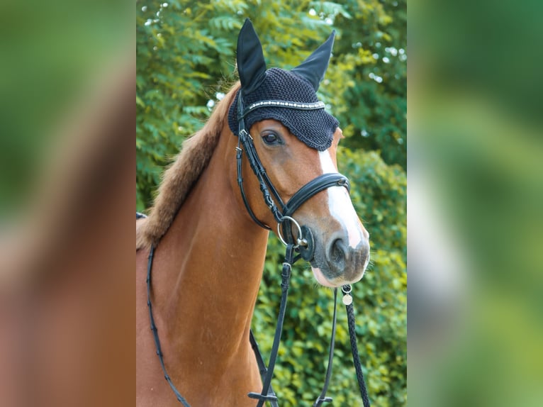 Austriacki koń gorącokrwisty Klacz 6 lat 162 cm Kasztanowata in Götzendorf an der Leitha