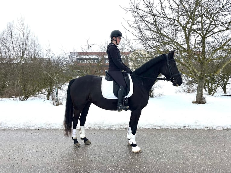 Austriacki koń gorącokrwisty Klacz 6 lat 163 cm Kara in Wels