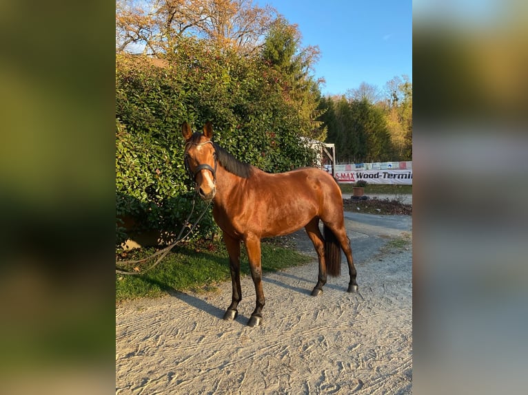 Austriacki koń gorącokrwisty Klacz 6 lat 164 cm Gniada in Feldbach