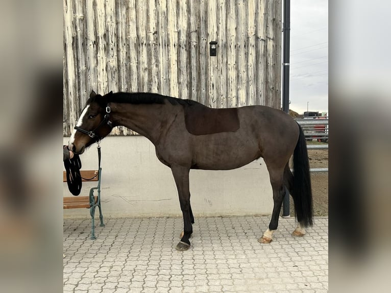 Austriacki koń gorącokrwisty Klacz 6 lat 165 cm Gniada in Salzburg