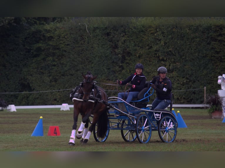 Austriacki koń gorącokrwisty Klacz 6 lat 165 cm Gniada in St Marein bei Graz