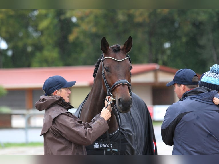 Austriacki koń gorącokrwisty Klacz 6 lat 165 cm Gniada in St Marein bei Graz