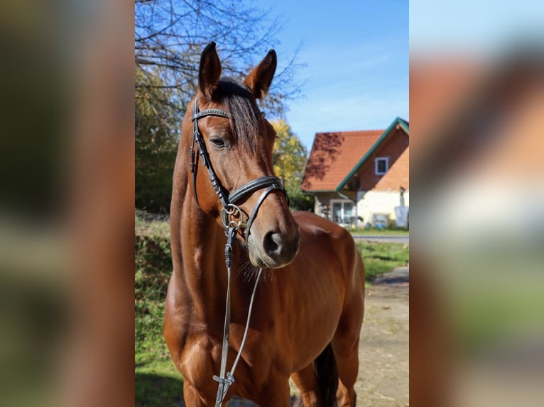 Austriacki koń gorącokrwisty Klacz 6 lat 168 cm Ciemnogniada in Hart bei Graz