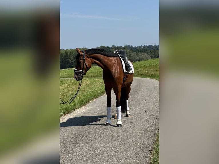 Austriacki koń gorącokrwisty Klacz 6 lat 168 cm Gniada in Mehrnbach