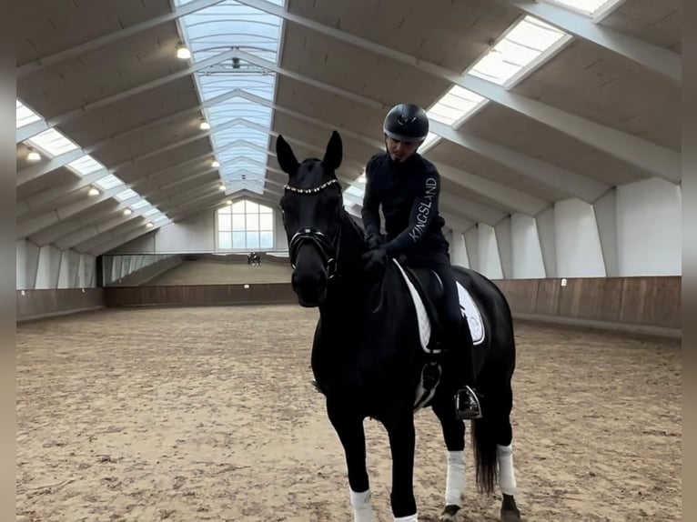 Austriacki koń gorącokrwisty Klacz 6 lat 168 cm Kara in VODSKOV