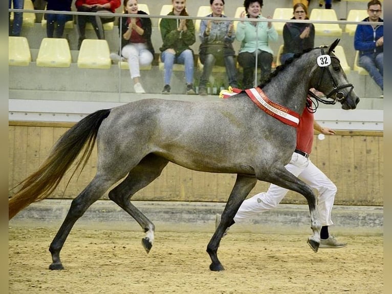 Austriacki koń gorącokrwisty Klacz 6 lat 168 cm Siwa jabłkowita in Güssing