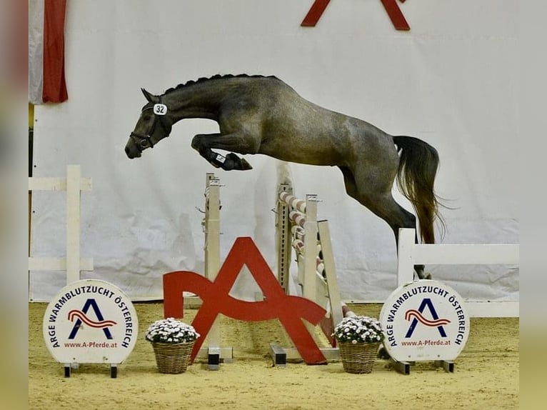 Austriacki koń gorącokrwisty Klacz 6 lat 168 cm Siwa jabłkowita in Güssing